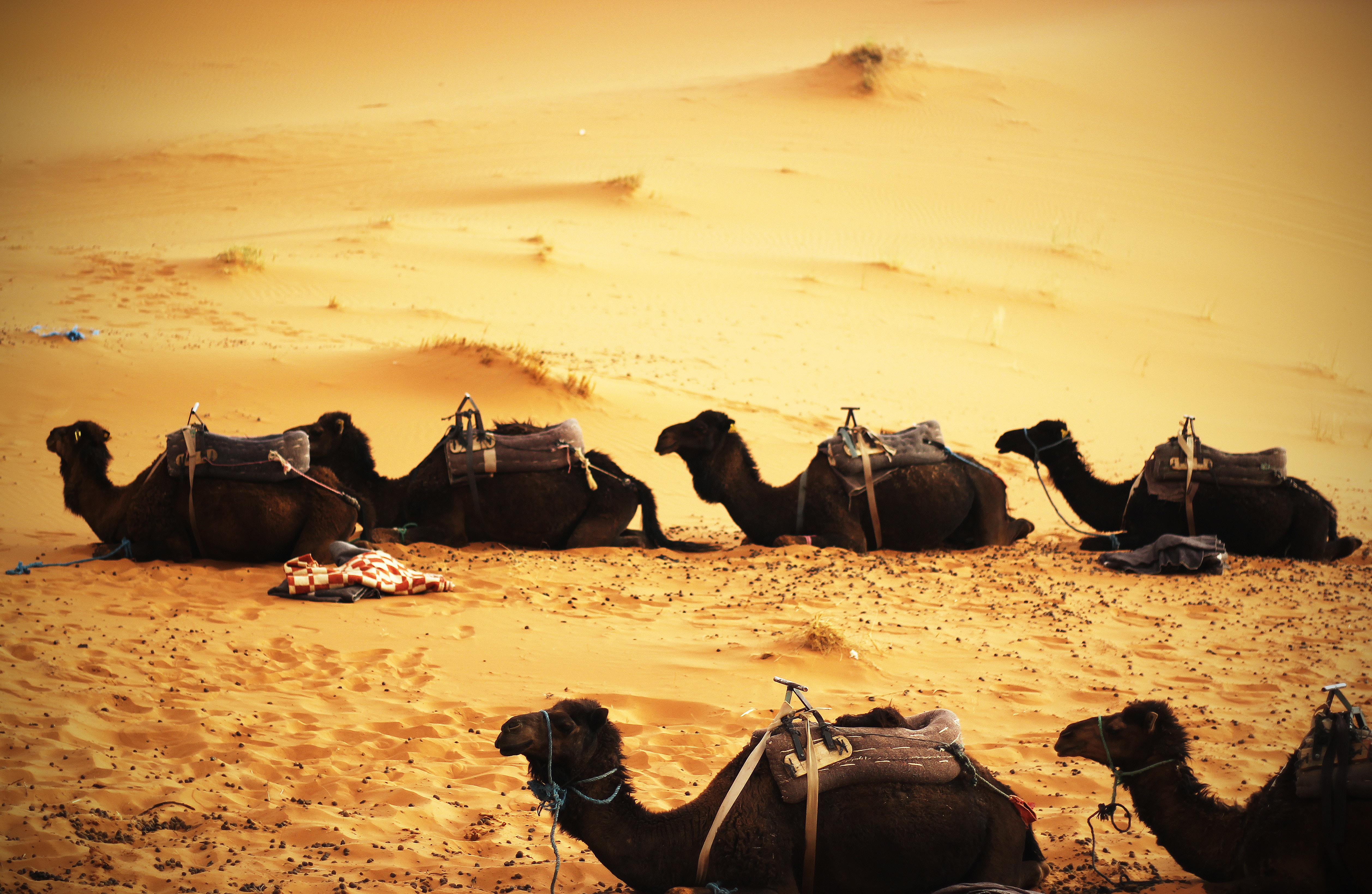 desert-1
